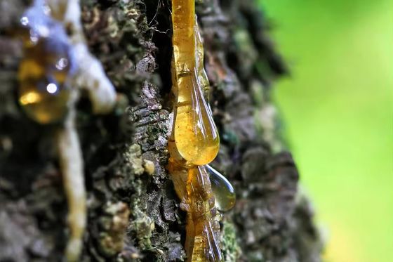 Add Your Own Beeswax to All Natural Pine Rosin Tree Resin for Baseball Grip Tack